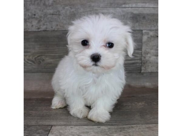 Maltese DOG Male White 12316 Petland Henderson, Nevada