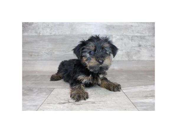 Yorkshire Terrier DOG Female Black / Tan 12319 Petland Henderson, Nevada