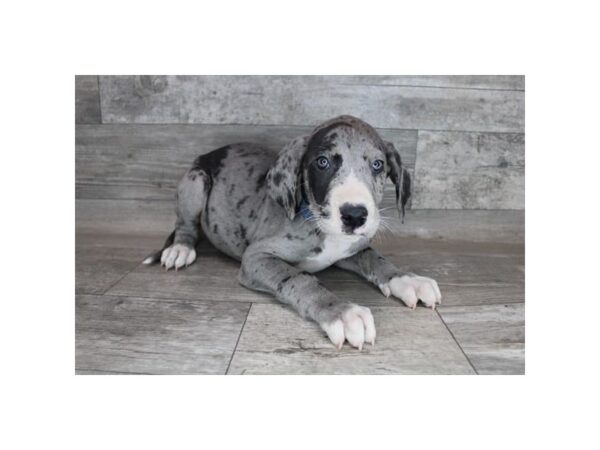 Great Dane DOG Male Merle 12315 Petland Henderson, Nevada