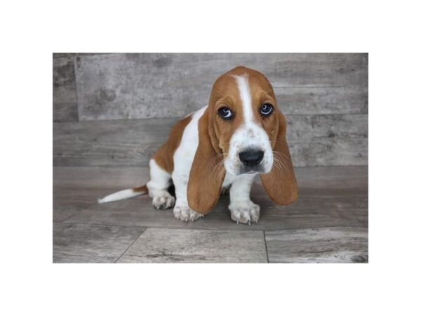 Basset Hound DOG Male Red / White 12314 Petland Henderson, Nevada