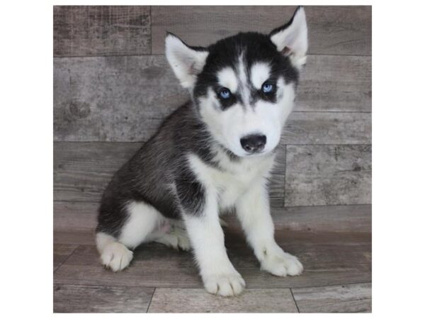 Siberian Husky-DOG-Male-Black / White-12318-Petland Henderson, Nevada