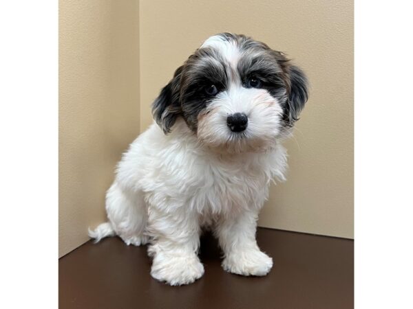 Shih Poo-DOG-Male-Blue Merle / White-12312-Petland Henderson, Nevada