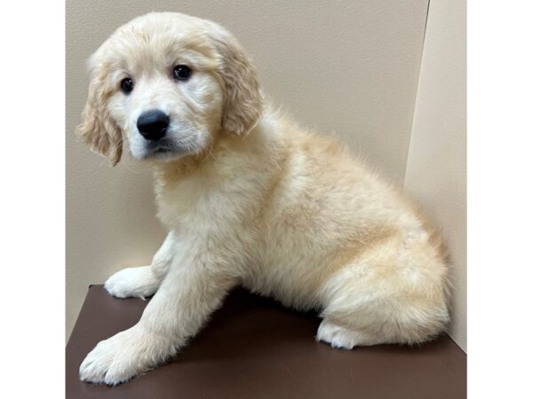 Golden Retriever-DOG-Female-Golden-12310-Petland Henderson, Nevada
