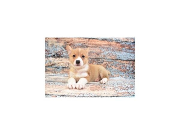 Pembroke Welsh Corgi DOG Female Red 12327 Petland Henderson, Nevada