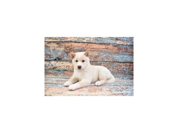 Shiba Inu DOG Male Cream 12328 Petland Henderson, Nevada