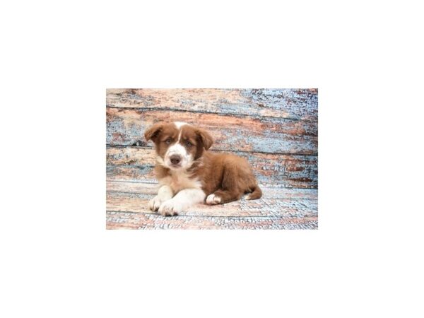 Border Collie DOG Male Red and White 12326 Petland Henderson, Nevada