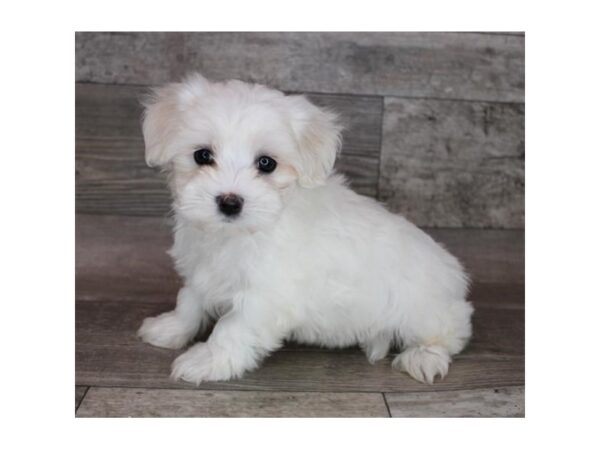 Maltese DOG Male White 12322 Petland Henderson, Nevada