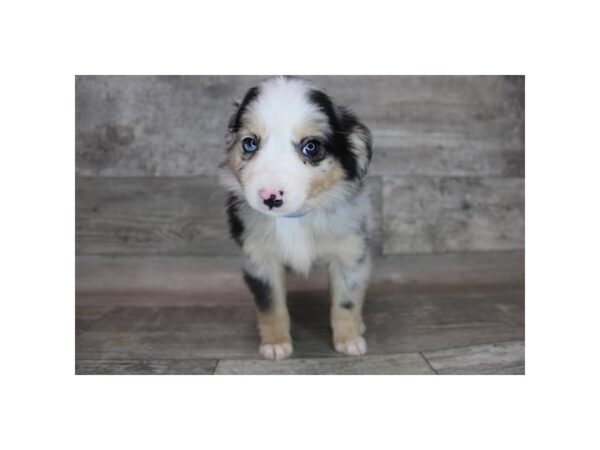 Toy Australian Shepherd DOG Female Blue Merle 12323 Petland Henderson, Nevada