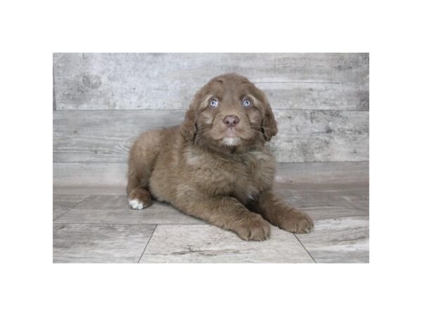 Aussiedoodle-DOG-Female-Chocolate-12324-Petland Henderson, Nevada