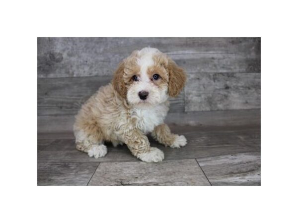 Bichapoo DOG Female Apricot 12325 Petland Henderson, Nevada