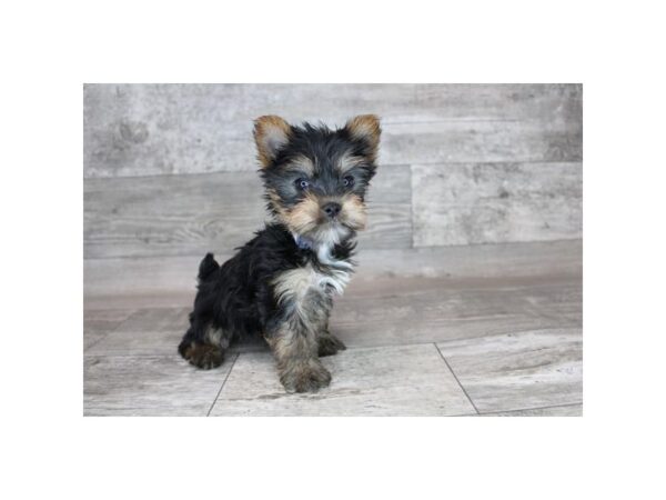 Silky Terrier DOG Female Black / Tan 12331 Petland Henderson, Nevada