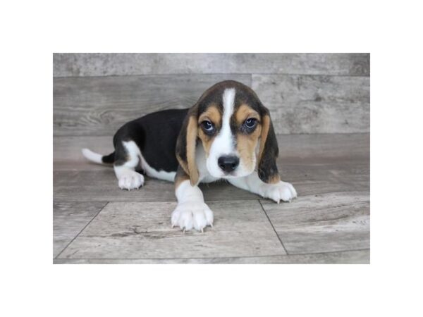 Beagle DOG Male Black Tan / White 12332 Petland Henderson, Nevada