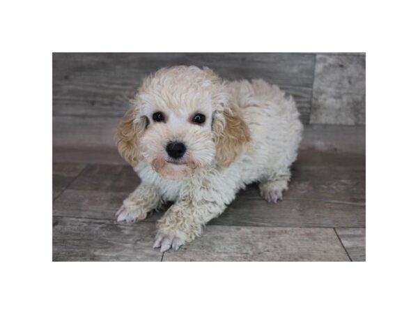 Poodle-DOG-Male-Cream-12335-Petland Henderson, Nevada