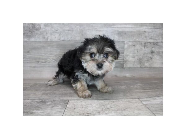 Morkie DOG Male Black / Tan 12333 Petland Henderson, Nevada