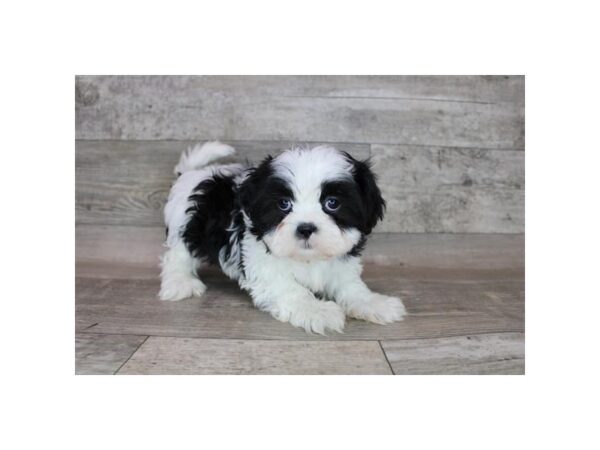 Shih Tzu DOG Male Black / White 12330 Petland Henderson, Nevada