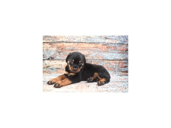 Rottweiler-DOG-Male-Black and Mahogany-12336-Petland Henderson, Nevada