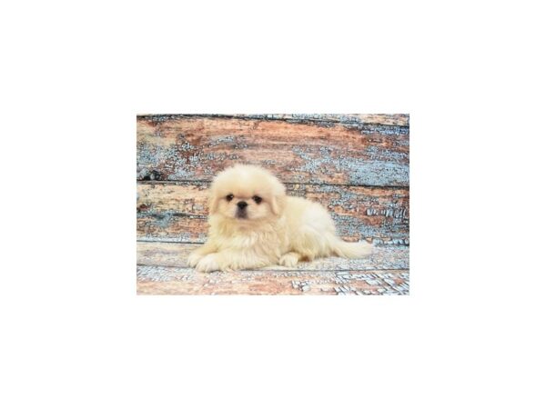 Pekingese-DOG-Male-Cream-12337-Petland Henderson, Nevada