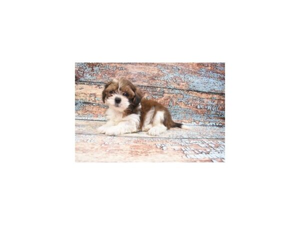 Lhasa Apso DOG Male Red Gold 12344 Petland Henderson, Nevada