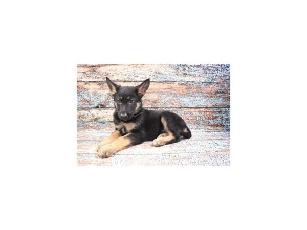 German Shepherd DOG Female Black and Tan 12343 Petland Henderson, Nevada