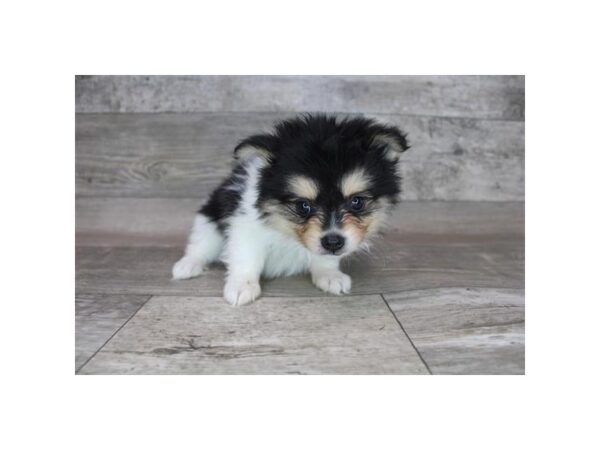 Pomeranian DOG Female Black Tan / White 12341 Petland Henderson, Nevada