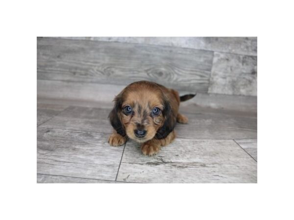 Dachshund DOG Female Wild Boar 12339 Petland Henderson, Nevada