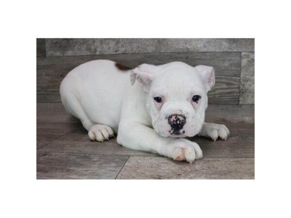 Olde English Bulldog-DOG-Male-Red-12342-Petland Henderson, Nevada