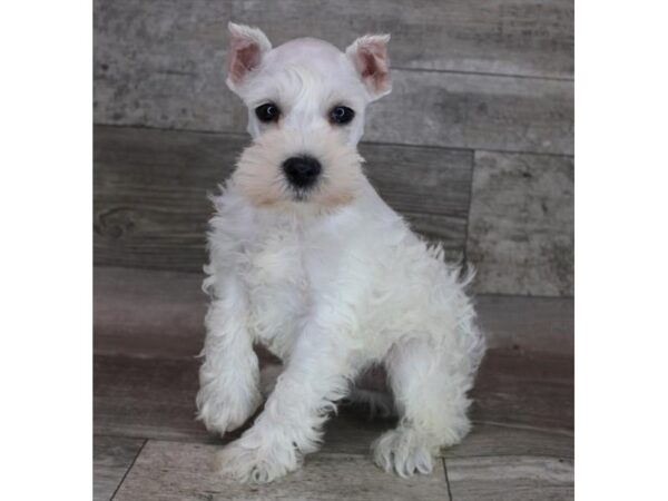 Miniature Schnauzer DOG Male White 12340 Petland Henderson, Nevada