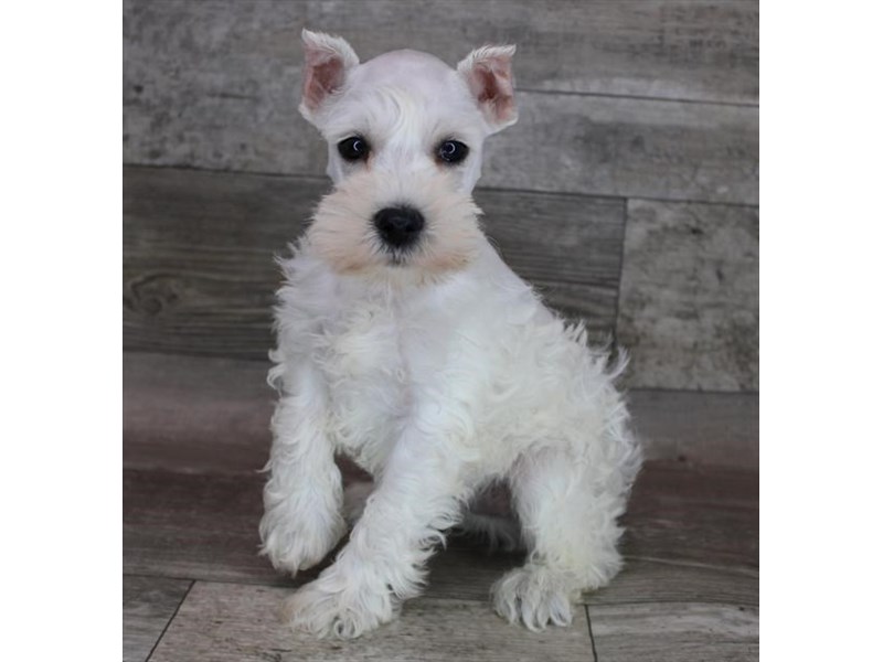 Miniature SchnauzerDOGMaleWhite3613645Petland Henderson, Nevada