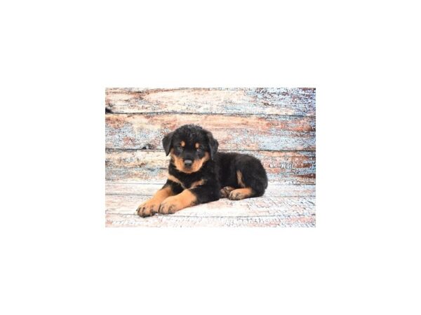 Rottweiler-DOG-Female-Black and Mahogany-12359-Petland Henderson, Nevada