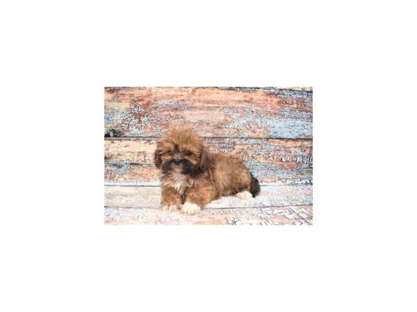 Lhasa Apso-DOG-Male-Red Gold-12358-Petland Henderson, Nevada