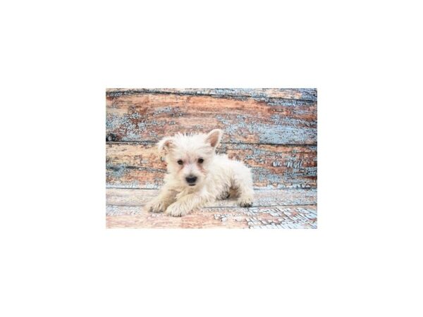 West Highland White Terrier-DOG-Female-White-12356-Petland Henderson, Nevada