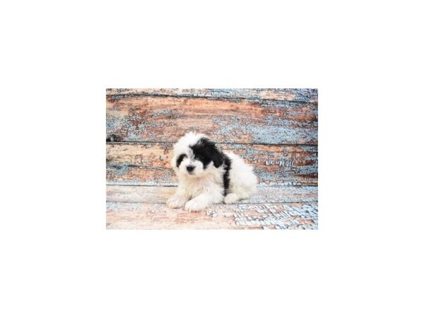 Coton De Tulear DOG Female Black 12357 Petland Henderson, Nevada