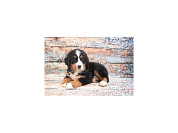 Bernese Mountain Dog-DOG-Male-Black Rust and White-12354-Petland Henderson, Nevada