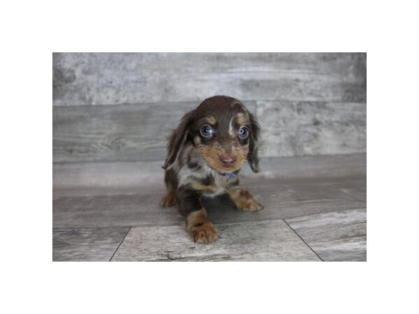 Dachshund DOG Male Chocolate Dapple 12346 Petland Henderson, Nevada