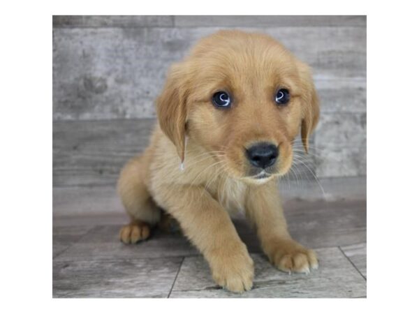 Golden Retriever-DOG-Female-Dark Golden-12348-Petland Henderson, Nevada