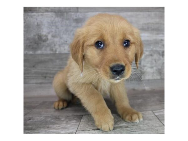 Golden Retriever DOG Female Dark Golden 12348 Petland Henderson, Nevada