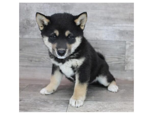 Shiba Inu DOG Male Black / Tan 12349 Petland Henderson, Nevada