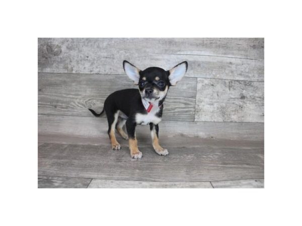 Chihuahua DOG Male Black / Tan 12345 Petland Henderson, Nevada