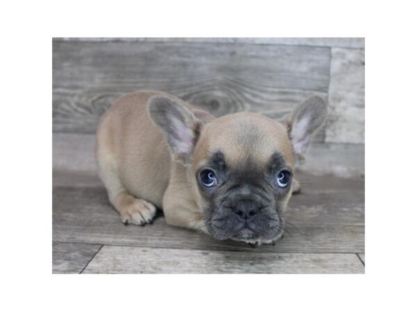 French Bulldog DOG Female Blue Fawn 12347 Petland Henderson, Nevada