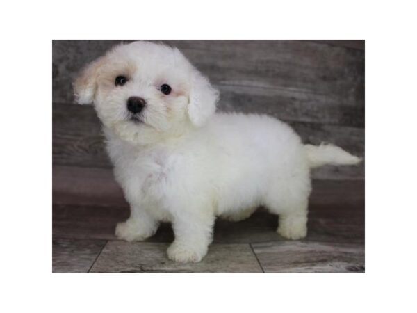 Teddy Bear-DOG-Female-White-12351-Petland Henderson, Nevada