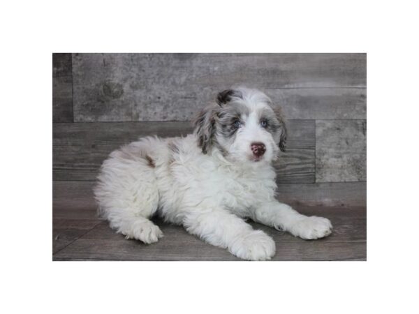 Mini Aussiedoodle-DOG-Male-Chocolate Merle-12352-Petland Henderson, Nevada