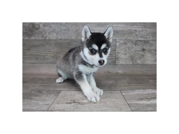 Alaskan Klee Kai DOG Female Black / White 12350 Petland Henderson, Nevada