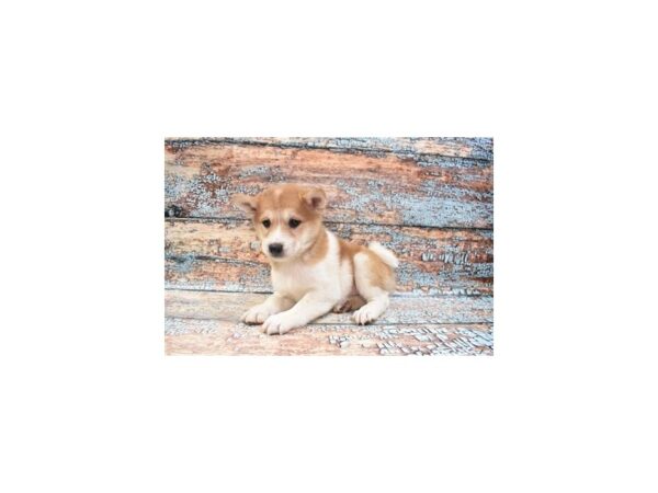 Shiba Inu DOG Male Red 12368 Petland Henderson, Nevada