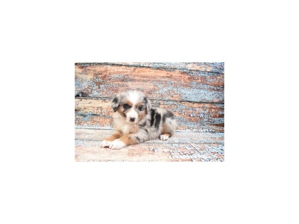 Miniature American Shepherd DOG Male Blue Merle White and Tan 12367 Petland Henderson, Nevada