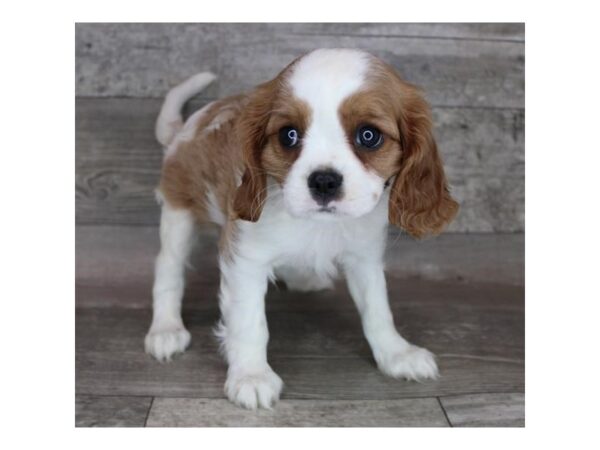 Cavalier King Charles Spaniel DOG Male Blenheim 12361 Petland Henderson, Nevada