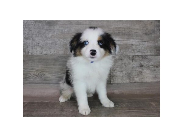 Miniature Australian Shepherd DOG Male Blue Merle 12364 Petland Henderson, Nevada