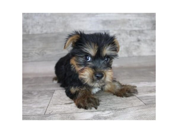 Silky Terrier DOG Male Black / Tan 12363 Petland Henderson, Nevada