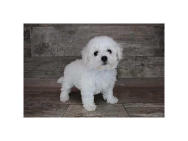 Bichon Frise DOG Male White 12360 Petland Henderson, Nevada