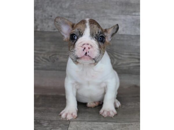 French Bulldog-DOG-Male-Fawn Merle-12362-Petland Henderson, Nevada