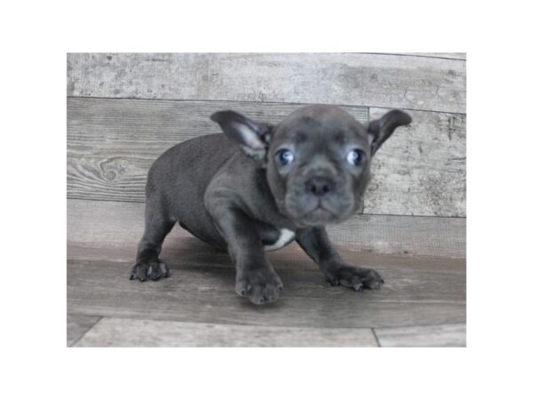 Frenchton-DOG-Female-Blue-12365-Petland Henderson, Nevada